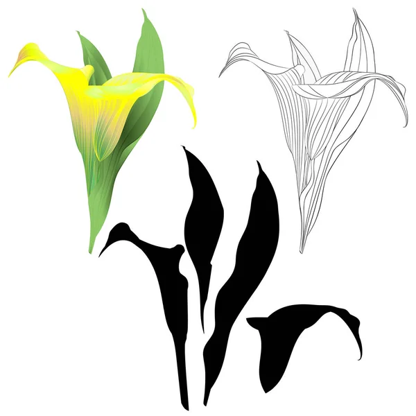 Calla Lilie Žluté Květy Listy Bylinné Trvalé Okrasné Rostliny Přírodní — Stockový vektor