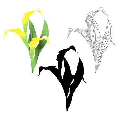 Calla lily  yellow  flowers and leaves   herbaceous perennial ornamental plants natural outline and silhouette on a white background  vintage  vector illustration editable hand draw