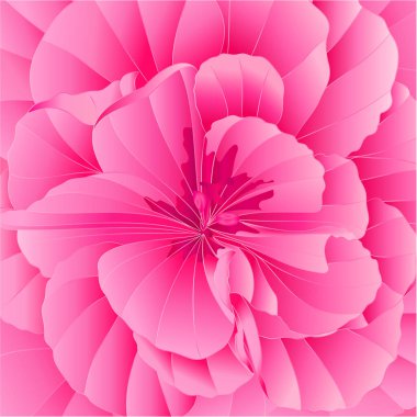 Detaylı Pelargonium sardunya pembe çiçekler suluboya vintage vektör illüstrasyon düzenlenebilir el çizimi