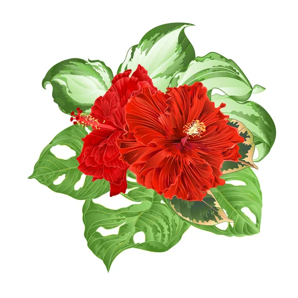 Tropische Blumen Roter Hibiskus Gewellt Und Monstera Und Bunte Hosta — Stockvektor