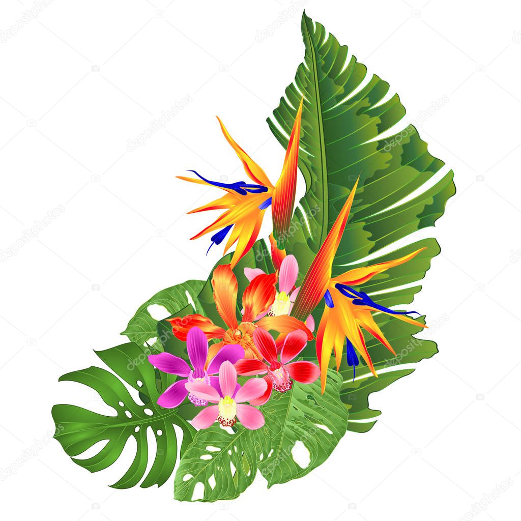 Bouquet with tropical flowers   Strelitzia reginae pink and purple red  orchid cymbidium and Cattleya palm monstera leaf banana  vintage vector illustration editable hand draw