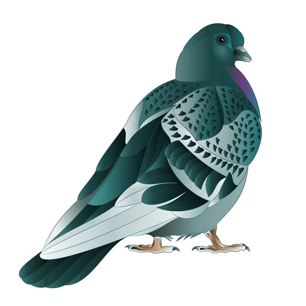 Lindo Pájaro Pequeño Ornamental Paloma Joven Sobre Fondo Blanco Vector — Archivo Imágenes Vectoriales