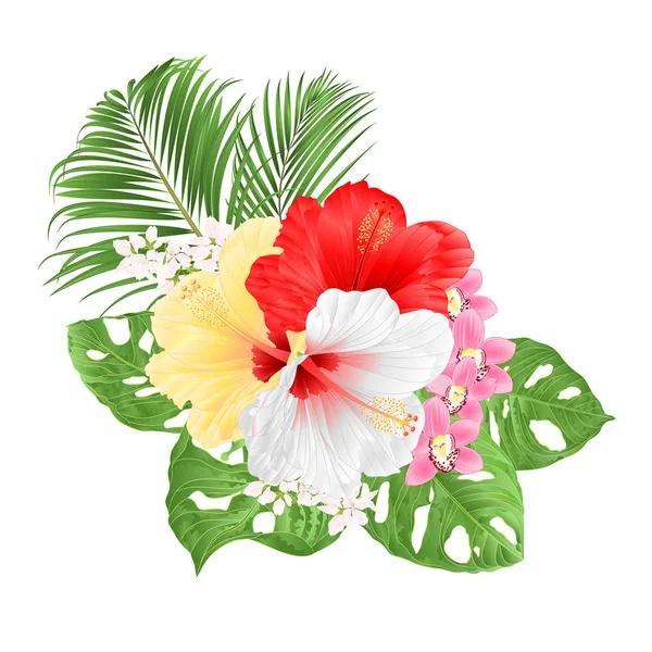 Orquideas Cymbidium Vector Art Stock Images Depositphotos