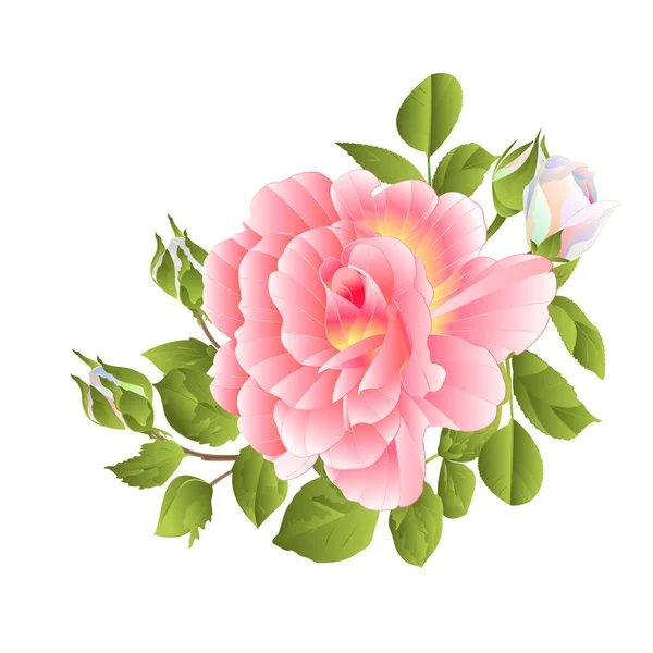 白色背景水彩画水彩画矢量植物画图上的芬芳粉红玫瑰和芽 — 图库矢量图片