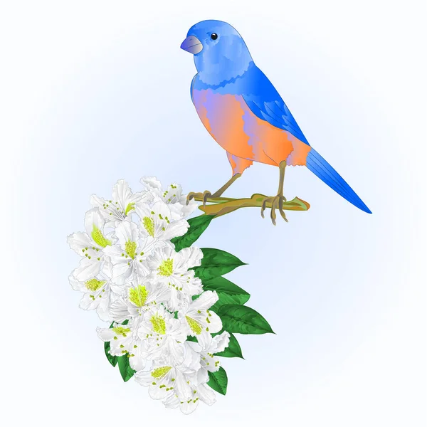 Pequeno Pássaro Bluebird Thrush Branco Rododendro Watercolor Primavera Fundo Vintage —  Vetores de Stock