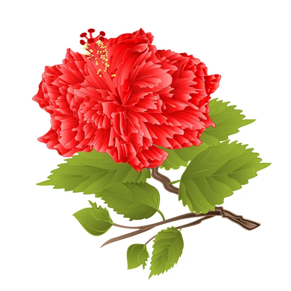 Planta Tropical Tallo Hibisco Flor Rosa Sobre Fondo Blanco Acuarela — Vector de stock