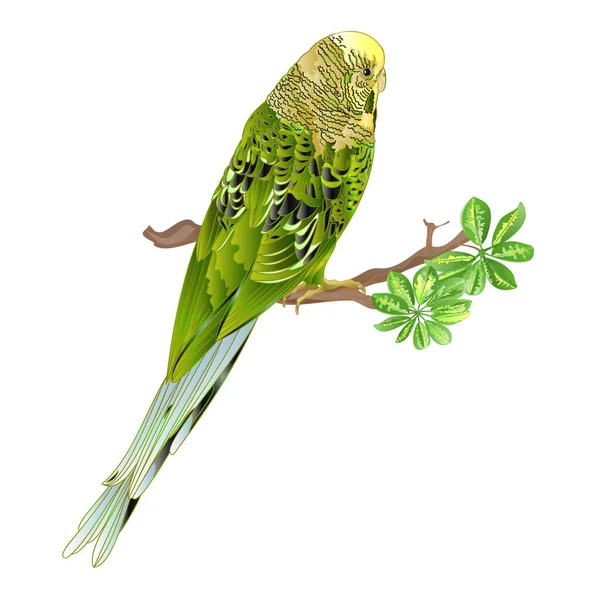 Budgerigar Pappagallo Animale Domestico Verde Guscio Pappagallo Budgie Casa Animale — Vettoriale Stock