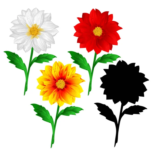 Dahlia Vermelho Branco Amarelo Flores Verão Caule Várias Cores Para — Vetor de Stock