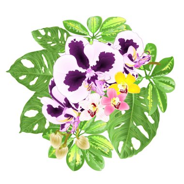 Tropik çiçekli buket çiçek aranjmanı güzel orkide falandır mor, beyaz ve cymbidium benekli Schefflera ve Monstera vintage vektör çizimi düzenlenebilir el çizimi