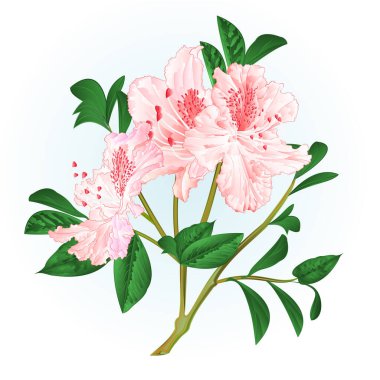Çiçekli açık pembe rhododendron dalını çitileyin ve suluboya klasik el çizimi illüstrasyonunu bırakın