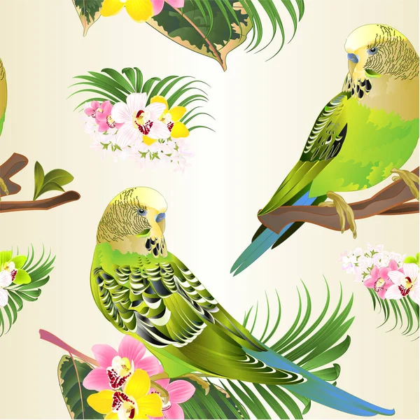 Бесшовные Текстуры Зеленые Попугаи Budgerigars Домашний Питомец Домашний Попугай Буджи — стоковый вектор