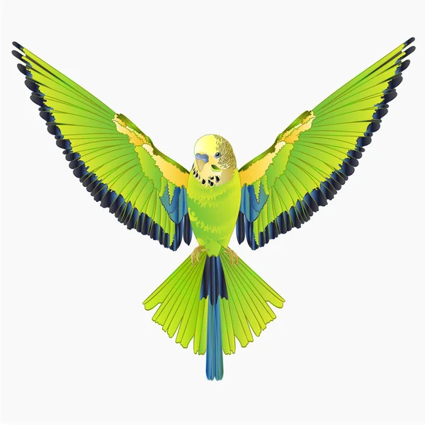 Green Bird Flying Budgerigar Green Pet Parakeet Budgie Shell Parakeet Stock Vector