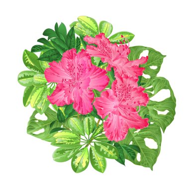 Tropik çiçekli buket çiçek aranjmanı Schefflera ve Monstera 'nın klasik vektör illüstrasyonlu güzel pembe rhododendronlar düzenlenebilir el çizimi