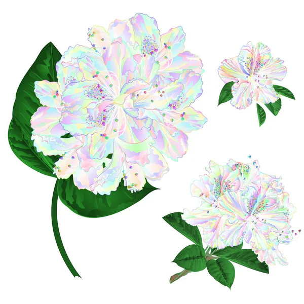 Colorido Rhododendron Ramo Flores Arbusto Montanha Fundo Branco Vintage Conjunto —  Vetores de Stock