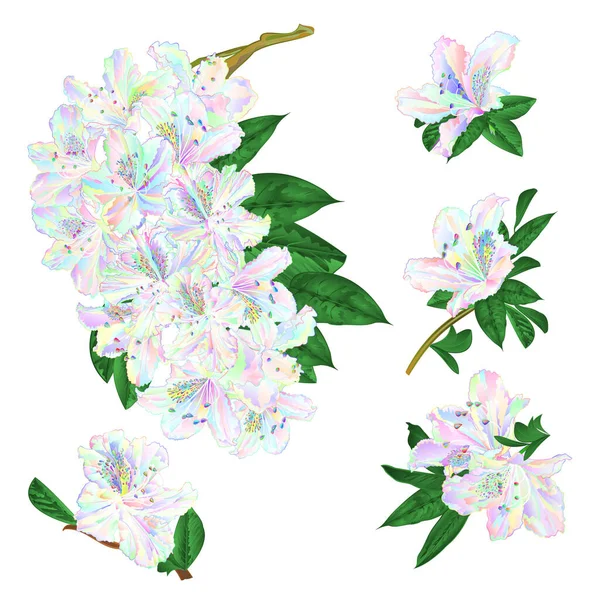 Ramos Colorido Rhododendron Ramo Flores Arbusto Montanha Fundo Branco Conjunto —  Vetores de Stock