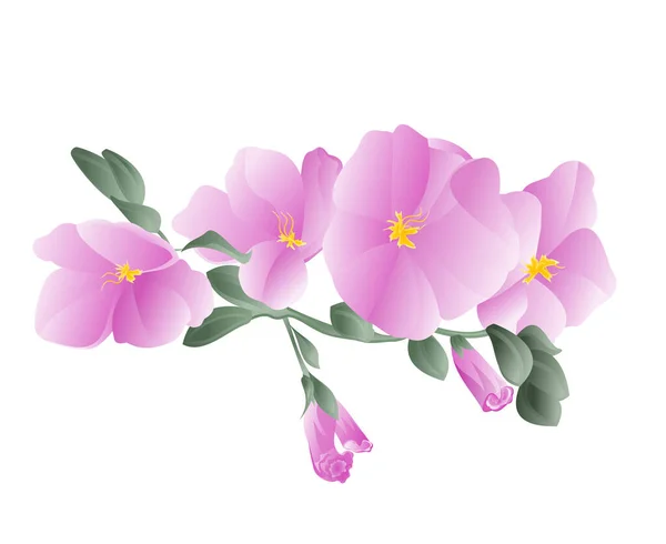 花と蕾を持つ蘭紫色の茎水彩白の背景ヴィンテージベクトルIllstrati — ストックベクタ