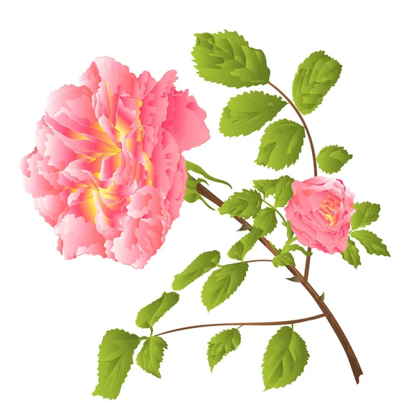 Rosa Rosa Com Haste Central Laranja Com Flores Folhas Aquarela — Vetor de Stock