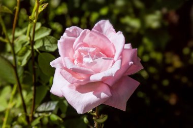 Pembe melez çay rose, yakın çekim