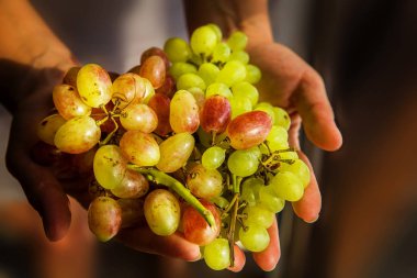 Demet olgun üzüm, yakın çekim