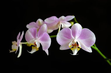 Pembe ve beyaz Phalaenopsis Orkidesi, yakın plan. 
