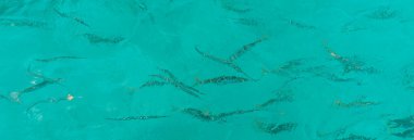 Atlantik okyanusu ve balıklı pankart ve arka plan