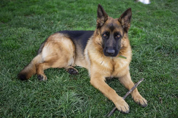 Duitse herder liggend in het gras, schattig, schattig en beschermer hond. Politiehond. Warme ogen. — Stockfoto