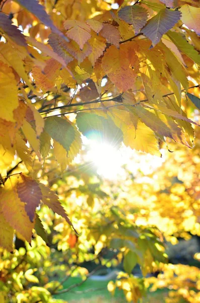 Herbstfärbung Blätter — Stockfoto