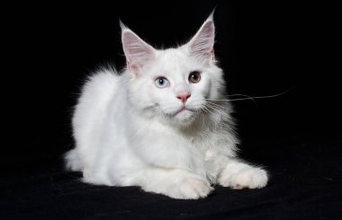 Meraklı beyaz kedi oyun