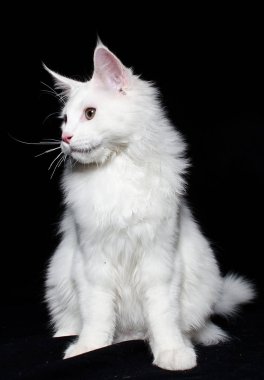 Meraklı beyaz kedi oyun