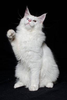 Meraklı beyaz kedi oyun