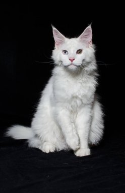 Meraklı beyaz kedi oyun