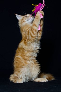 Siyah arka planda kedi