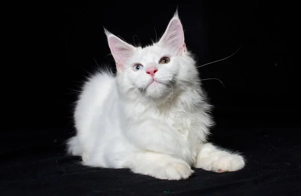 Curiosos gatos brancos jogar Imagens Royalty-Free