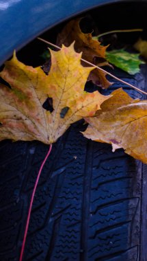 Araba sonbahar yaprakları