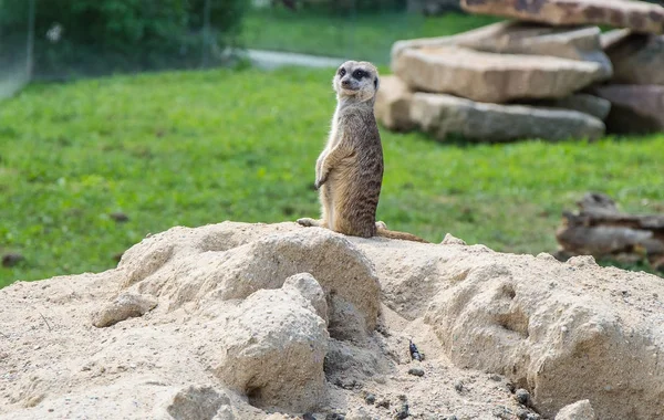 Surikat no zoológico — Fotografia de Stock