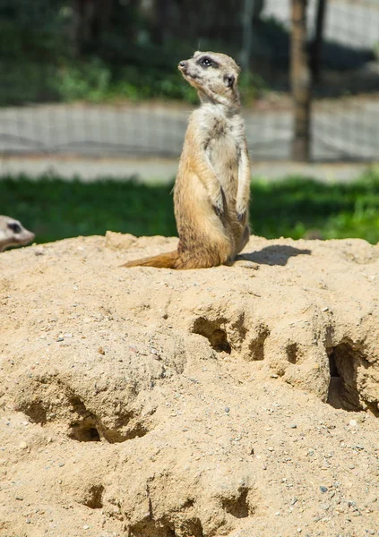 Surikat no zoológico — Fotografia de Stock