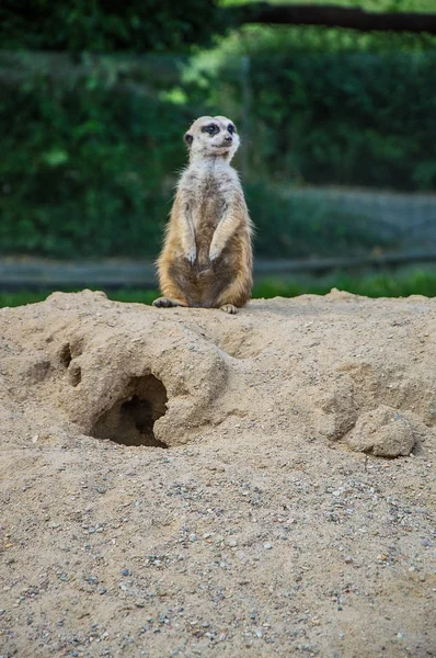 Surikat in the Zoo — Stock Photo, Image