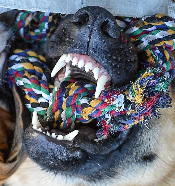Dentes boca cão — Fotografia de Stock