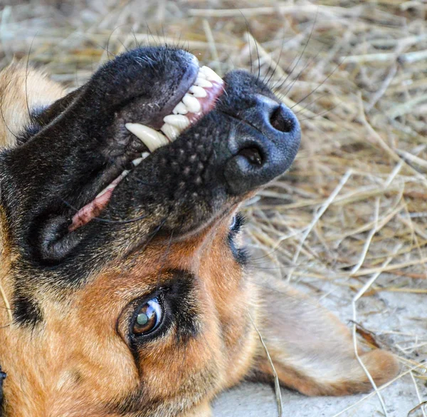 Pes v ústech zuby — Stock fotografie