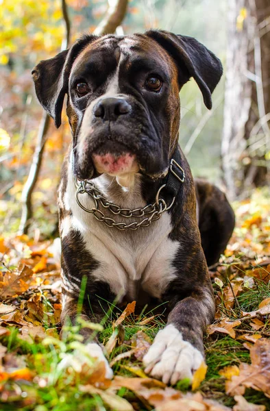 Boxer de cão em folhas — Fotografia de Stock