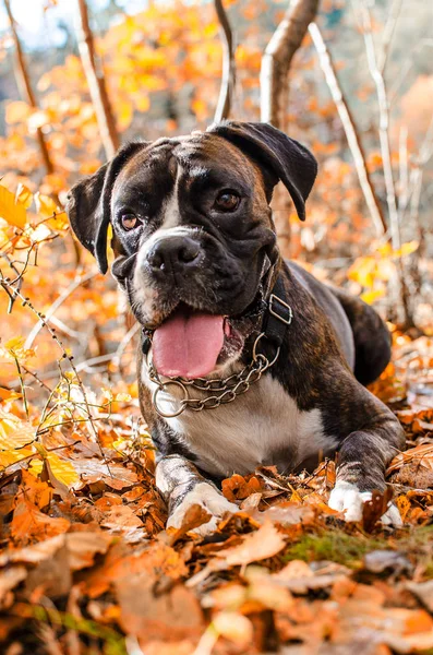 Boxer de cão em folhas — Fotografia de Stock