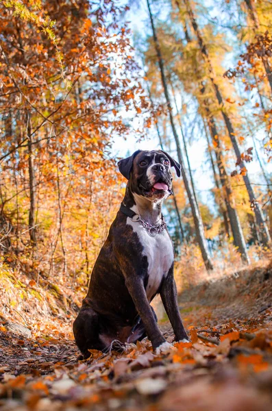 Dog boxer în frunze — Fotografie, imagine de stoc