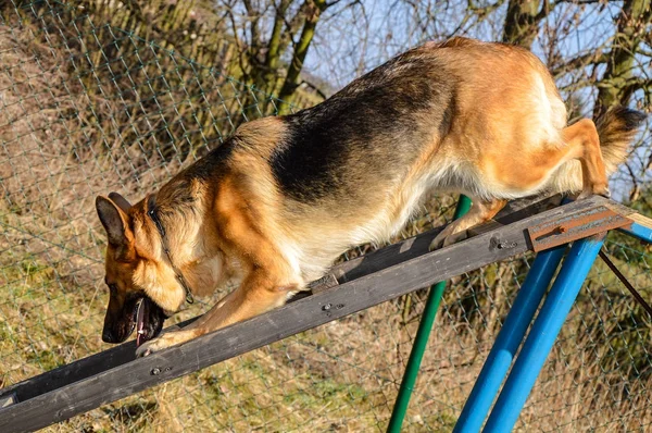 Německý ovčák v cvičišti — Stock fotografie