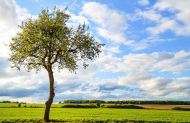 Yalnız ağaç çayır üzerinde
