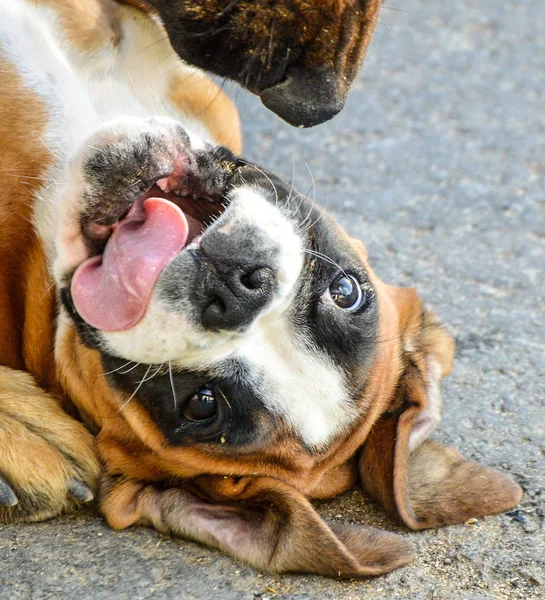 Drăguț Catelus Boxer Natură — Fotografie, imagine de stoc