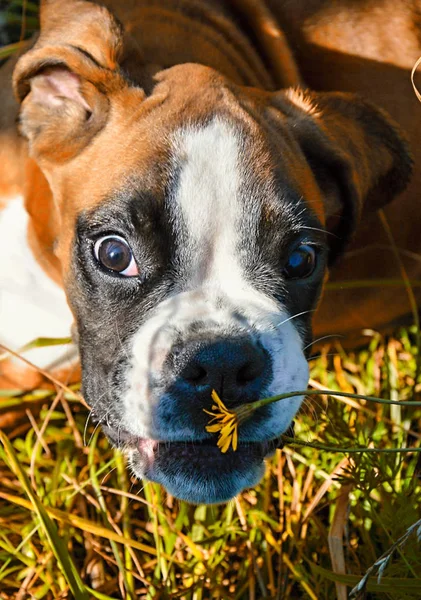 Drăguț Catelus Boxer Natură — Fotografie, imagine de stoc