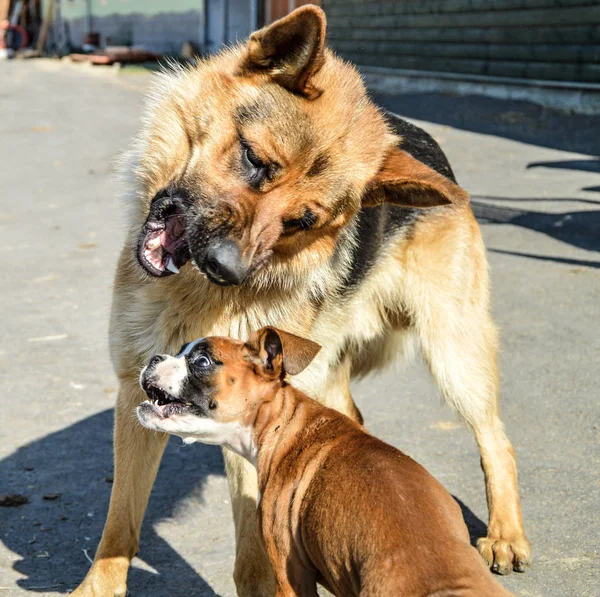 Bonito Puppy Boxer Natureza — Fotografia de Stock