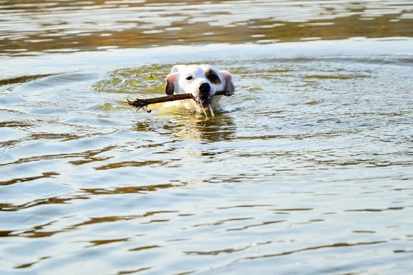 Cane bianco in acqua — Foto Stock
