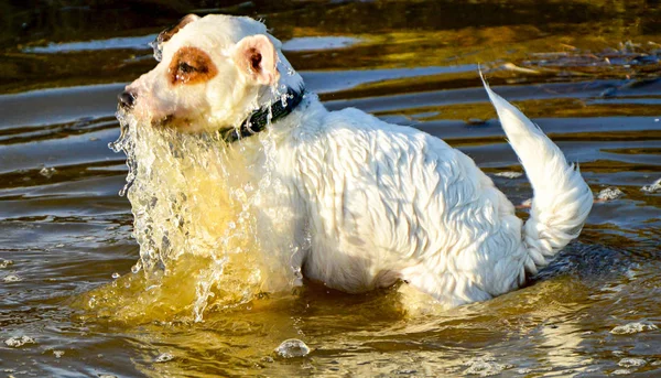 Cão branco na água — Fotografia de Stock