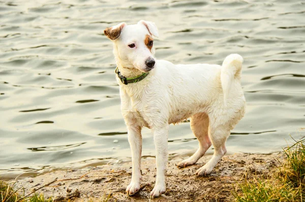 Su beyaz bir köpek — Stok fotoğraf